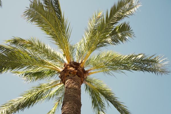 Cost of Palm Tree Pruning in San Luis Obispo