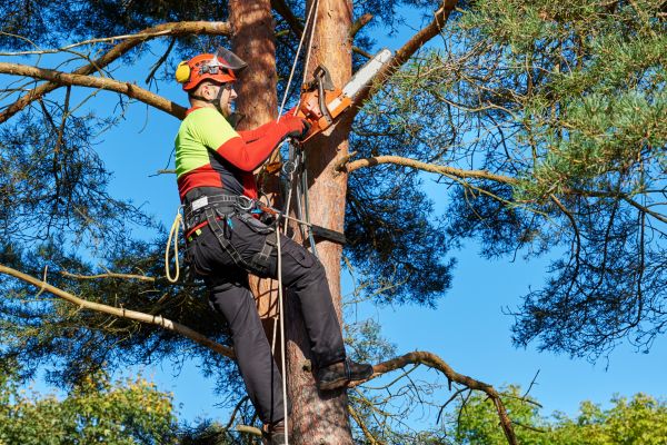 Cost of Tree Service in San Luis Obispo