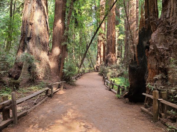 Cost of Redwood Tree Pruning in San Luis Obispo