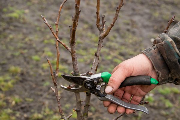 Cost of Pear Trees Pruning in San Luis Obispo