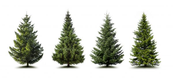 Cost of Pine Tree Trimming in San Luis Obispo