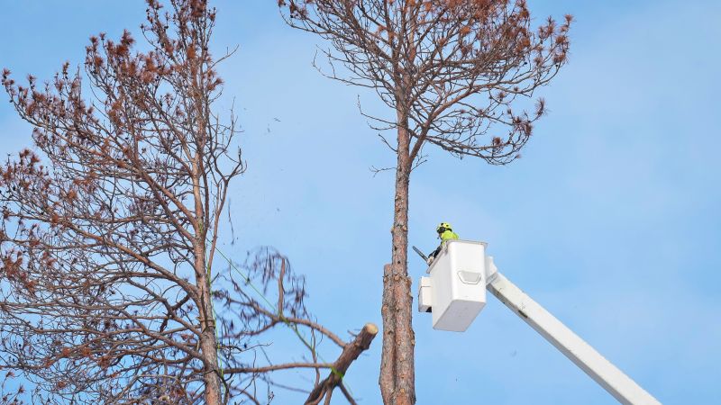 Tree Limbs Removal detail