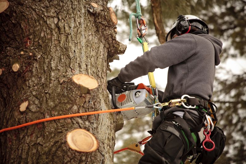 Specialized Tree Surgeons